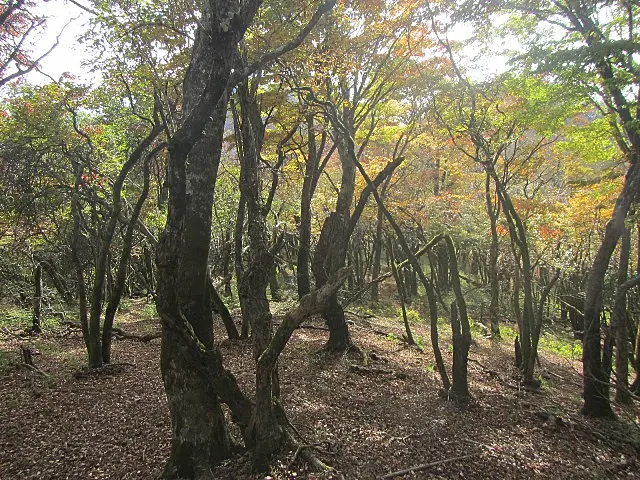 イメージ画像